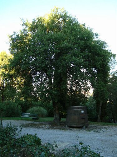 Agriturismo Il Villino Fonterutoli Ngoại thất bức ảnh